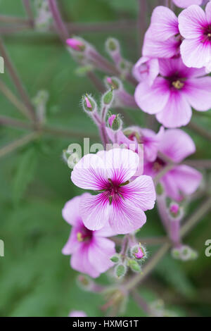 Giant Herb Robert, Madeira Cranesbill: Geranium maderense Stock Photo