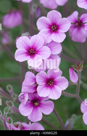 Giant Herb Robert, Madeira Cranesbill: Geranium maderense Stock Photo