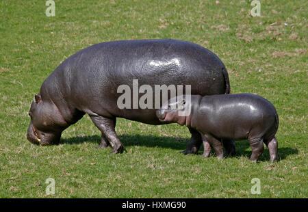 Mother and Baby Pygmy Hippopotamus (hexaprotodon liberiensis Stock Photo