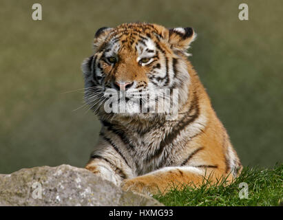 Amur Tiger (panther tigris altaica) Stock Photo