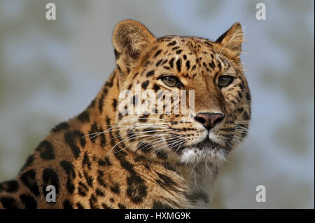 Amur Leopard (panther pardus orientalis) Stock Photo