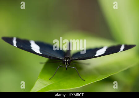 The Small Blue Grecian Heliconius Sara. Stock Photo