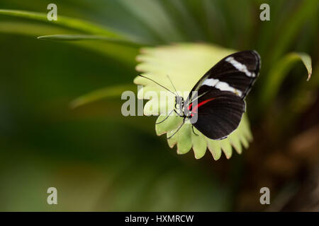 The Small Blue Grecian Heliconius Sara. Stock Photo