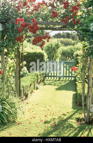 Red roses growing on trellis. Stock Photo