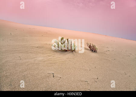 plant in the desert sand Stock Photo