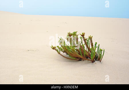 single plant in the desert Stock Photo