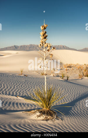 Soaptree Yucca (Yucca elata) Plant And Moon In Early Morning Light, White Sands National Monument, New Mexico Stock Photo