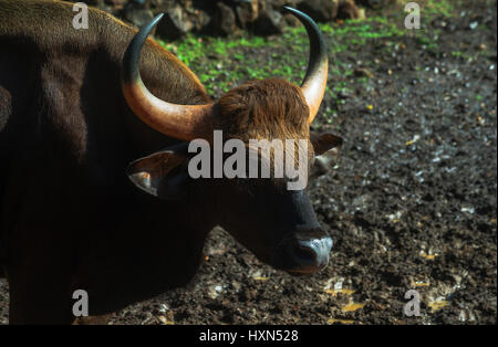 Indian Bison standing in Rain in its habitat Stock Photo