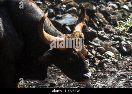 An Indian Bison standing in rain Stock Photo