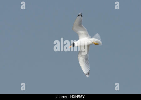 Pallas’s gull (Larus ichthyaetus) - previously known as great balck-headed gull, adult in flight, moulting into breeding plumage. Northern Israel. Jan Stock Photo