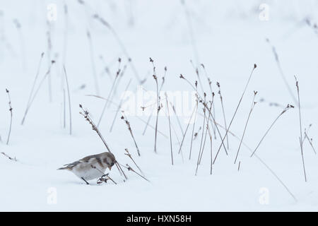 Snow bunting (Plectrophenax nivalis) female in snowy landscape, feeding on seeds of rush. Cairngorms National Park, Scotland. February. Stock Photo