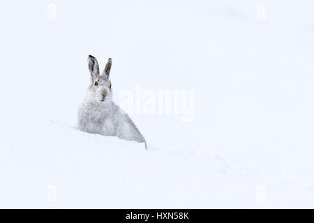 Mountain hare (Lepus timidus) in winter coat, in snow field. Cairngorms National Park, Scotland. February. Stock Photo