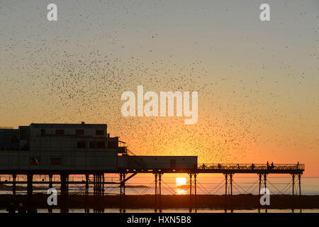 Flock of common starlings (Sturnus vulgaris) flying to roost at sunset, at Aberystwyth pier, Wales. November 2015.