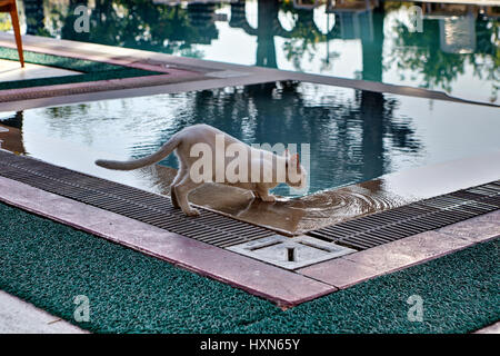 Shorthair cat skinny cream colored, drinks water from the swimming pool outdoors in summer day. Stock Photo