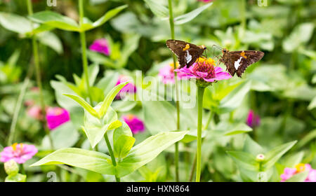 beetle eating leaf on purple flower spring east coast USA North Carolina Stock Photo