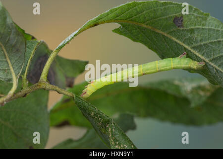 Braunstirn-Weißspanner, Raupe frisst an Salweide, Cabera exanthemata, common wave, caterpillar, la Cabère pustulée, Spanner, Geometridae, looper, loop Stock Photo