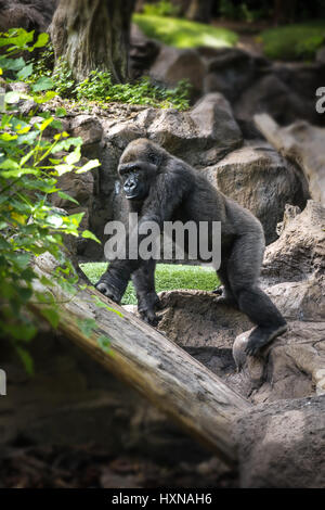 Gorilla goes through the jungle and rocks Stock Photo