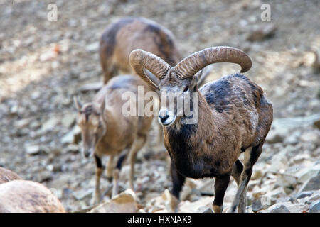 Mouflon (Ovis musimon) ram and ewes, part of the captive breeding project, Stavros, Cyprus. Stock Photo