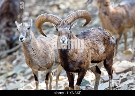 Mouflon (Ovis musimon) ram and ewes, part of the captive breeding project, Stavros, Cyprus. Stock Photo