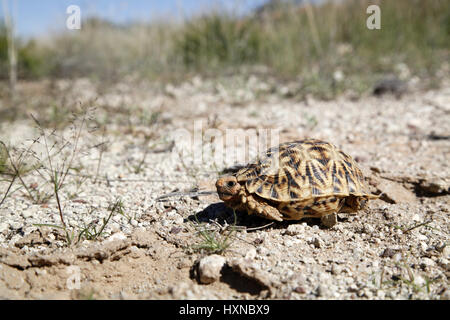 Kalahari Tent Tortoise, Psammobates Oculifer, Kalahari Basin, Namibia 