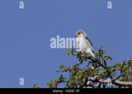 Pygmy Falcon female Stock Photo