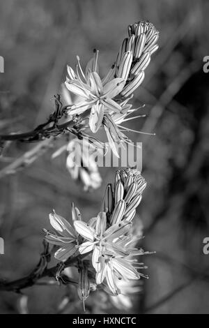 Asphodelus is a genus of plants of the Liliaceae family, which includes several herbaceous species, known generically by the common name of asfodelo Stock Photo