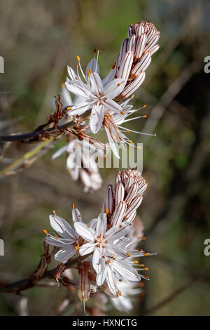 Asphodelus is a genus of plants of the Liliaceae family, which includes several herbaceous species, known generically by the common name of asfodelo Stock Photo