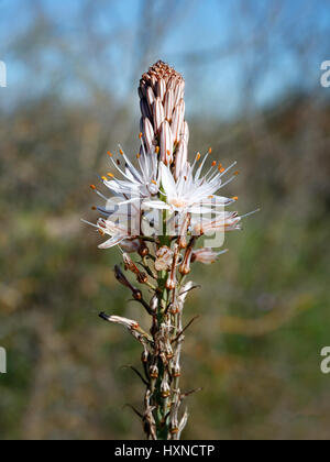 Asphodelus is a genus of plants of the Liliaceae family, which includes several herbaceous species, known generically by the common name of asfodelo Stock Photo