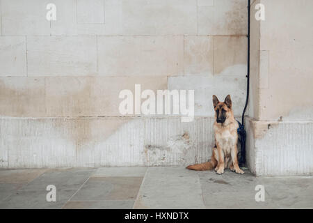 Colour photograph of a german shepherd dog waiting patiently against a stone wall background. Stock Photo