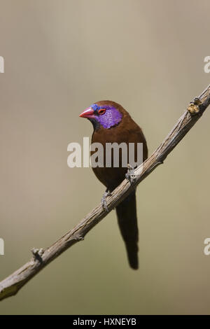 Granatastrild. granatina - Violet eared Waxbill, Granatastrild |Uraeginthus granatina - Violet eared Waxbill  Granatastrild Maennchen  Farm Ondekaremb Stock Photo