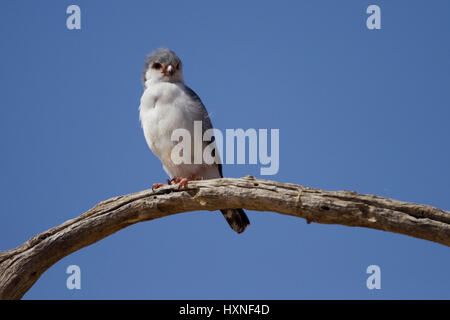 Midget falcon, Polihierax semitorquatus - Pygmy Falcon, Zwergfalke |  Polihierax semitorquatus - Pygmy Falcon  Zwergfalke Maennchen  Kalahari Gemsbock Stock Photo