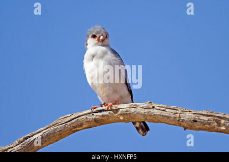 Midget falcon, Polihierax semitorquatus - Pygmy Falcon, Zwergfalke |  Polihierax semitorquatus - Pygmy Falcon  Zwergfalke Maennchen  Kalahari Gemsbock Stock Photo