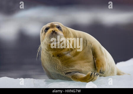 Beard seal, Bartrobbe Stock Photo - Alamy