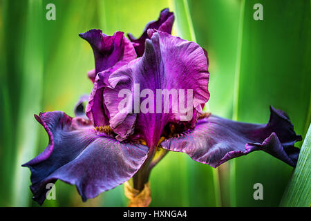 purple iris flowers  in the park Stock Photo