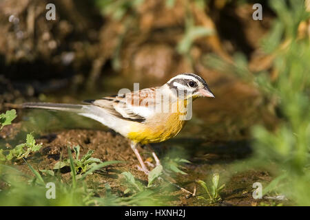Yellow belly bunting, Emberiza flaviventris - Golden breasted Bunting, Gelbbauchammer | Emberiza flaviventris - Golden breasted Bunting  Gelbbauchamme Stock Photo
