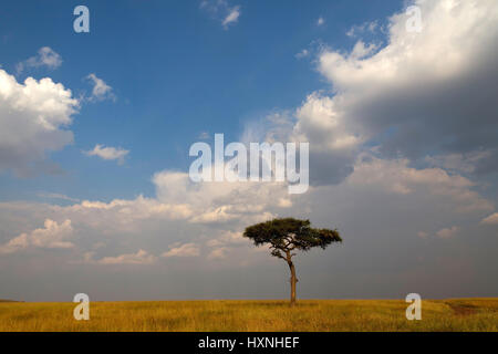 single tree in the savanna with cloud mood, einzelner Baum in der Savanne mit Wolkenstimmung  Masai Mara, Kenia Stock Photo