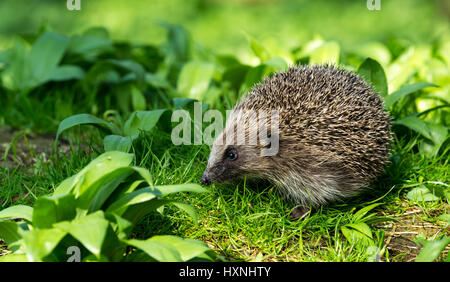 Close up of a wild, native hedgehog emerging from hibernation in natural woodland habitat, with wild garlic, facing left.  Copy space. Stock Photo