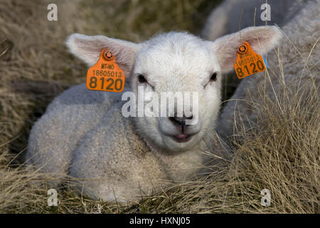 Young lamb vesehenes with ear brands, Lofoten, Norway, Junges mit Ohrmarken vesehenes Lamm, Norwegen Stock Photo
