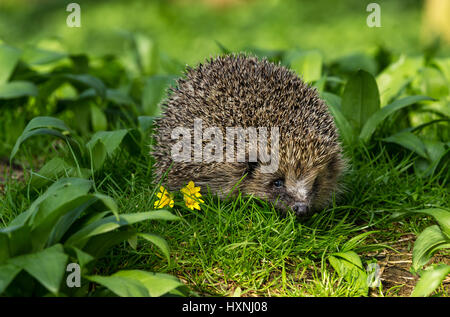 Close up of a wild, native hedgehog emerging from hibernation in Springtime.  Facing forward in natural woodland habitat.  Copy space Stock Photo