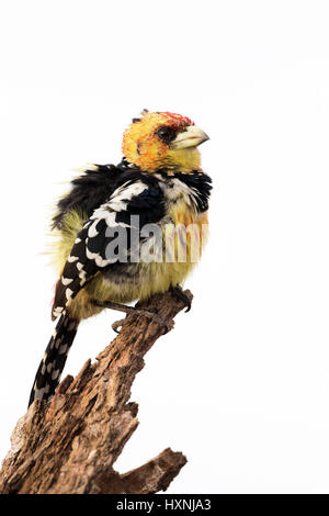 Crested barbet (Trachyphonus vaillantii) perched on tree trunk, Kruger National Park, South Africa Stock Photo