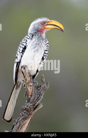 Southern yellow-billed hornbill (Tockus leucomelas) perched on dead tree stump, Kruger National Park, South Africa.