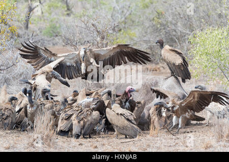 White-backed vulture (Gyps africanus and cape vulture (Gyps coprotheres) fighting over carcass, Kruger national park, South Africa. Stock Photo