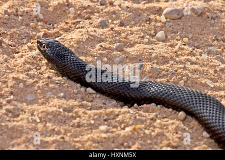 Mole queue, African mole Snake - Pseudaspis cana, Maulwurfschlange | African Mole Snake - Pseudaspis cana  Maulwurfsnatter  Kalahari Gemsbock NP, Sued Stock Photo