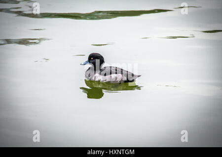 Tufted duck - Tokyo, Japan Stock Photo