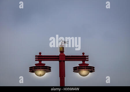 Seagull standing on a japanese eletric lamp - Tokyo, Japan Stock Photo