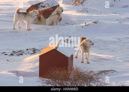 Working Husky dogs in Ilulissat Greenland Stock Photo