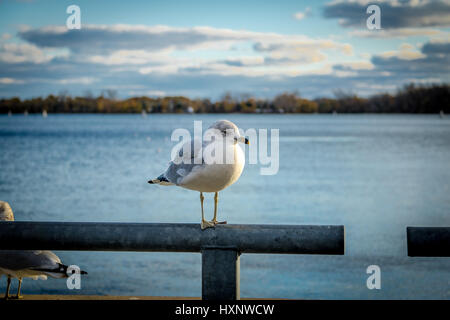 European herring gull (Larus argentatus) on Harbourfront - Seagull - Toronto, Ontario, Canada Stock Photo