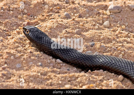 Mole queue, African mole Snake - Pseudaspis cana, Maulwurfschlange | African Mole Snake - Pseudaspis cana  Maulwurfsnatter  Kalahari Gemsbock NP, Sued Stock Photo