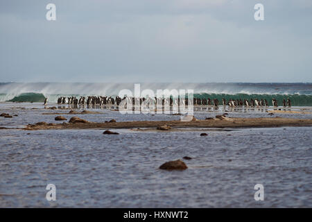 Large group of Gentoo Penguins (Pygoscelis papua) gathered on a beach before going out to sea to feed. Sealion Island in the Falkland Islands. Stock Photo