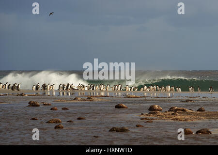 Large group of Gentoo Penguins (Pygoscelis papua) gathered on a beach before going out to sea to feed. Sealion Island in the Falkland Islands. Stock Photo